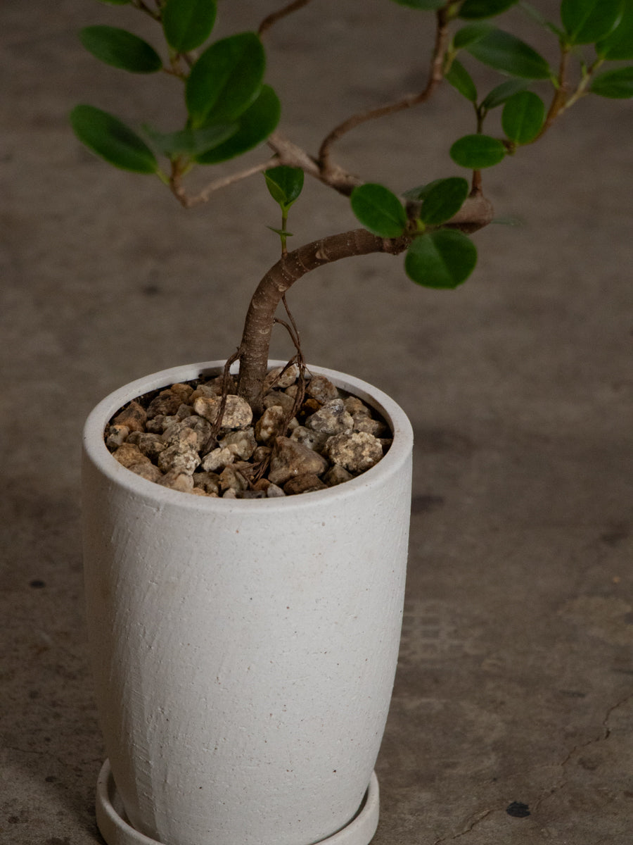 パンダガジュマル