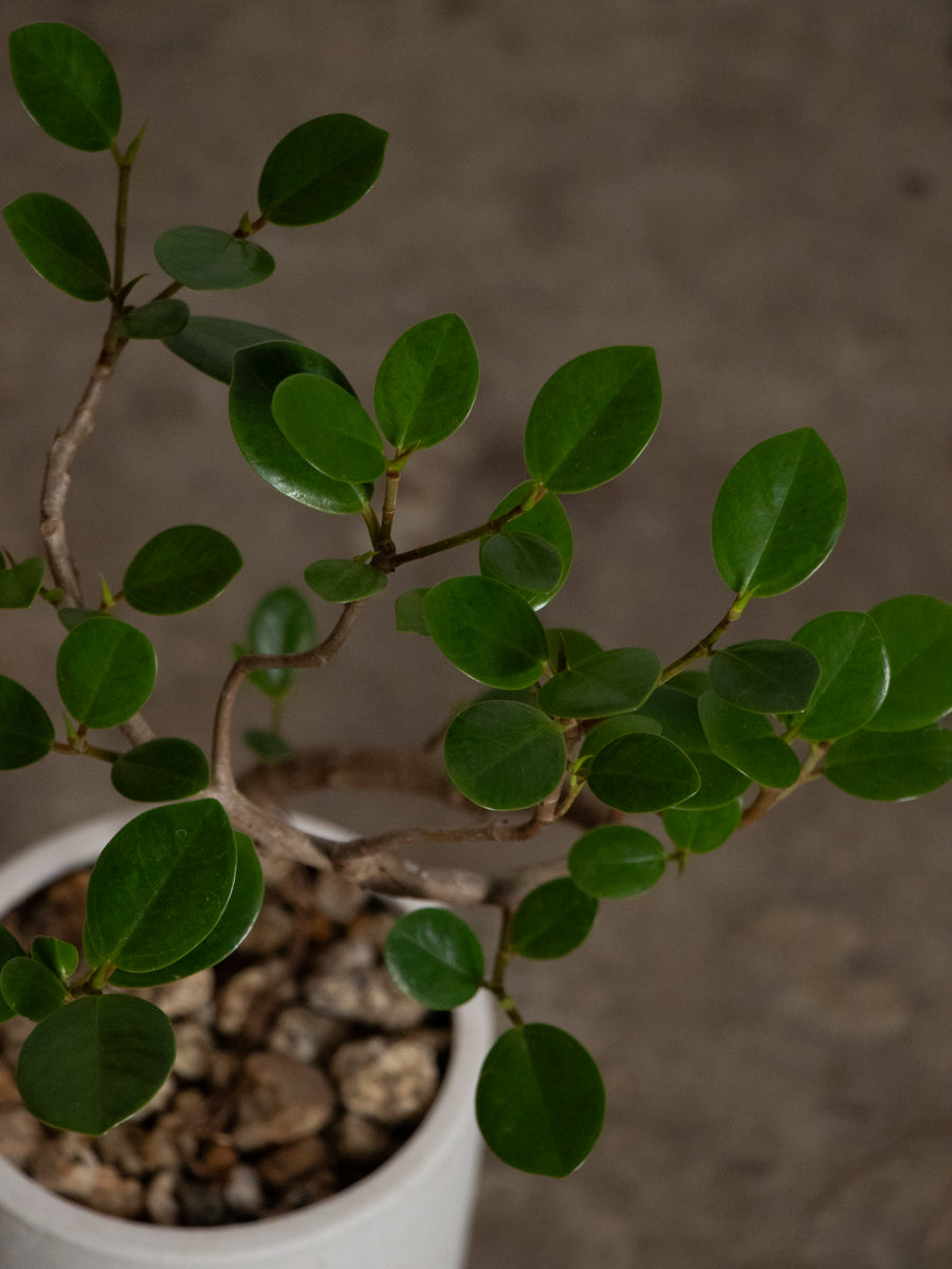 パンダガジュマル