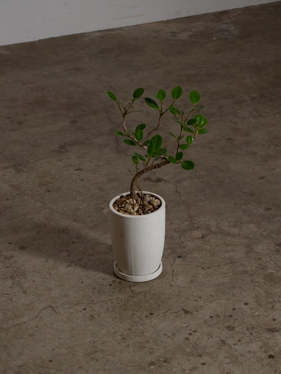 パンダガジュマル