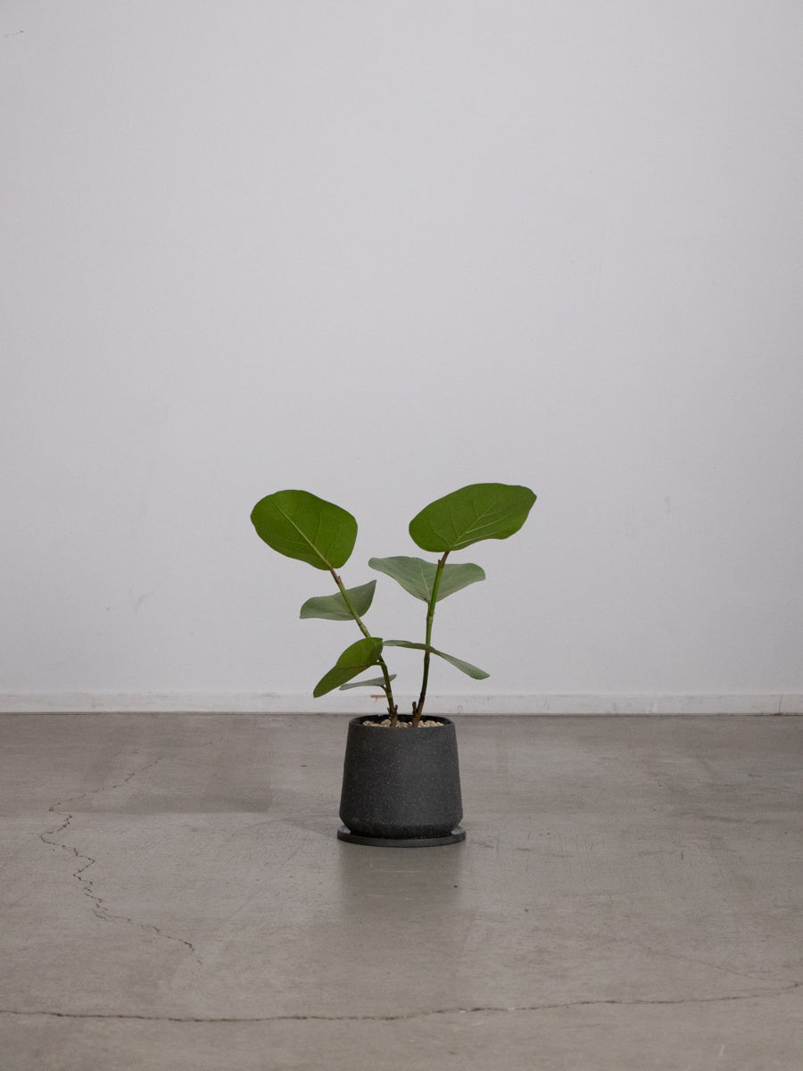 シーグレープ　8号　150センチ白鉢　現品 新築祝いに!観葉植物 シーグレープ 8寸鉢 – gracemarket.net