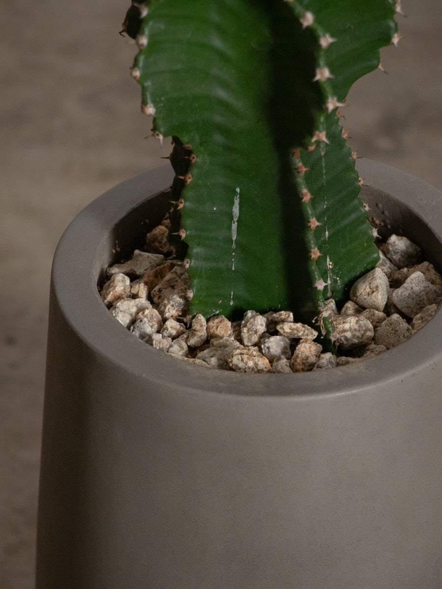 ユーフォルビア インゲンス