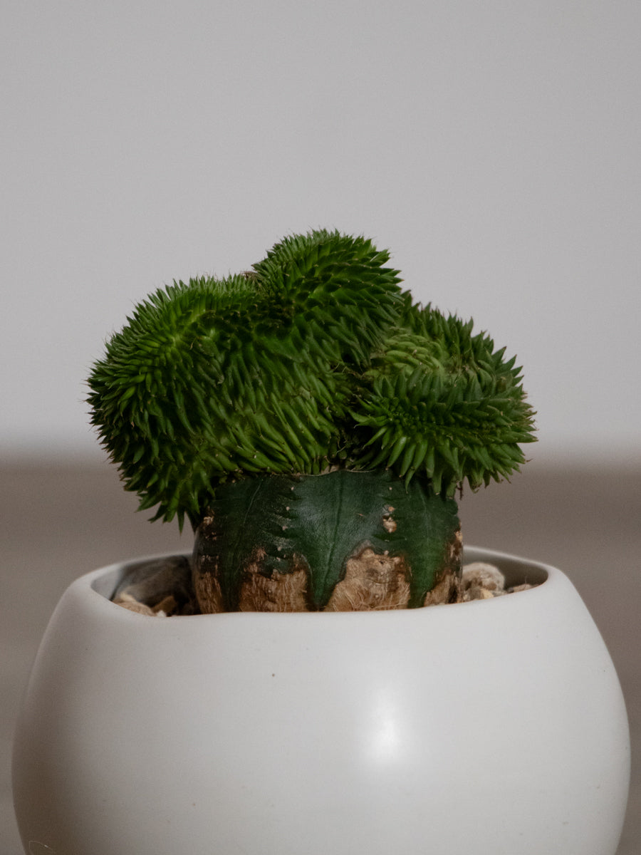 スザンナエ 綴化