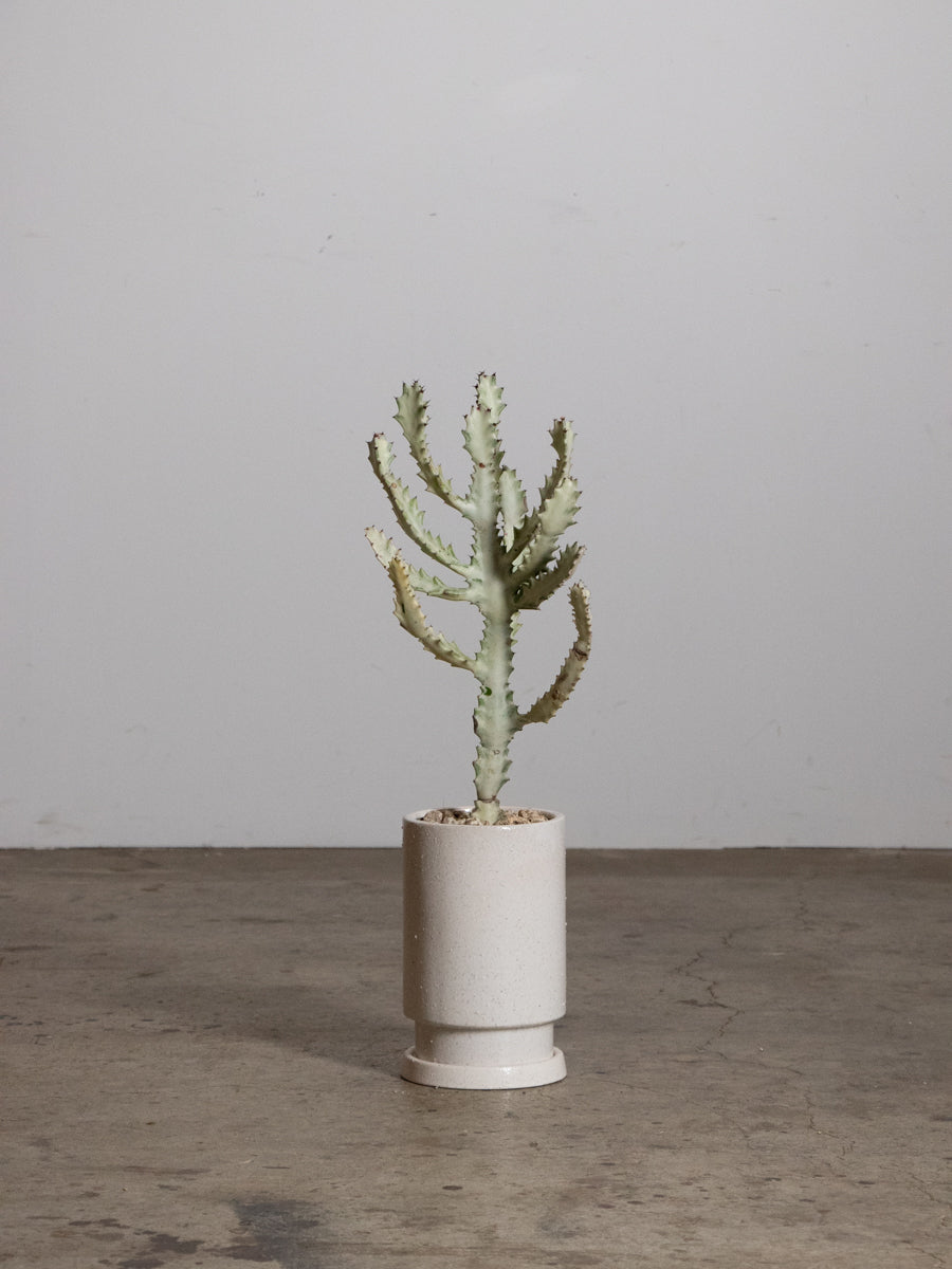 ユーフォルビア ホワイトゴースト