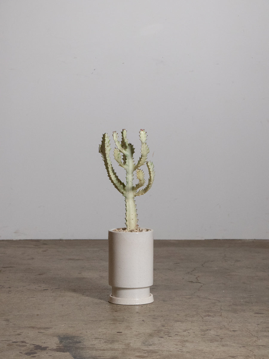 ユーフォルビア ホワイトゴースト