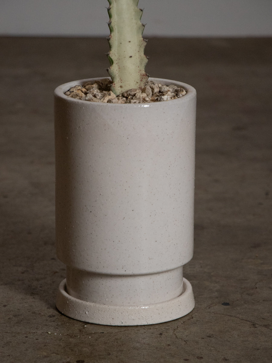 ユーフォルビア ホワイトゴースト