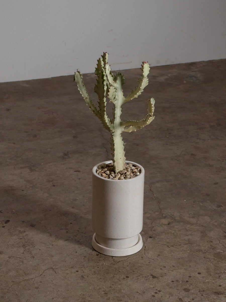 ユーフォルビア ホワイトゴースト