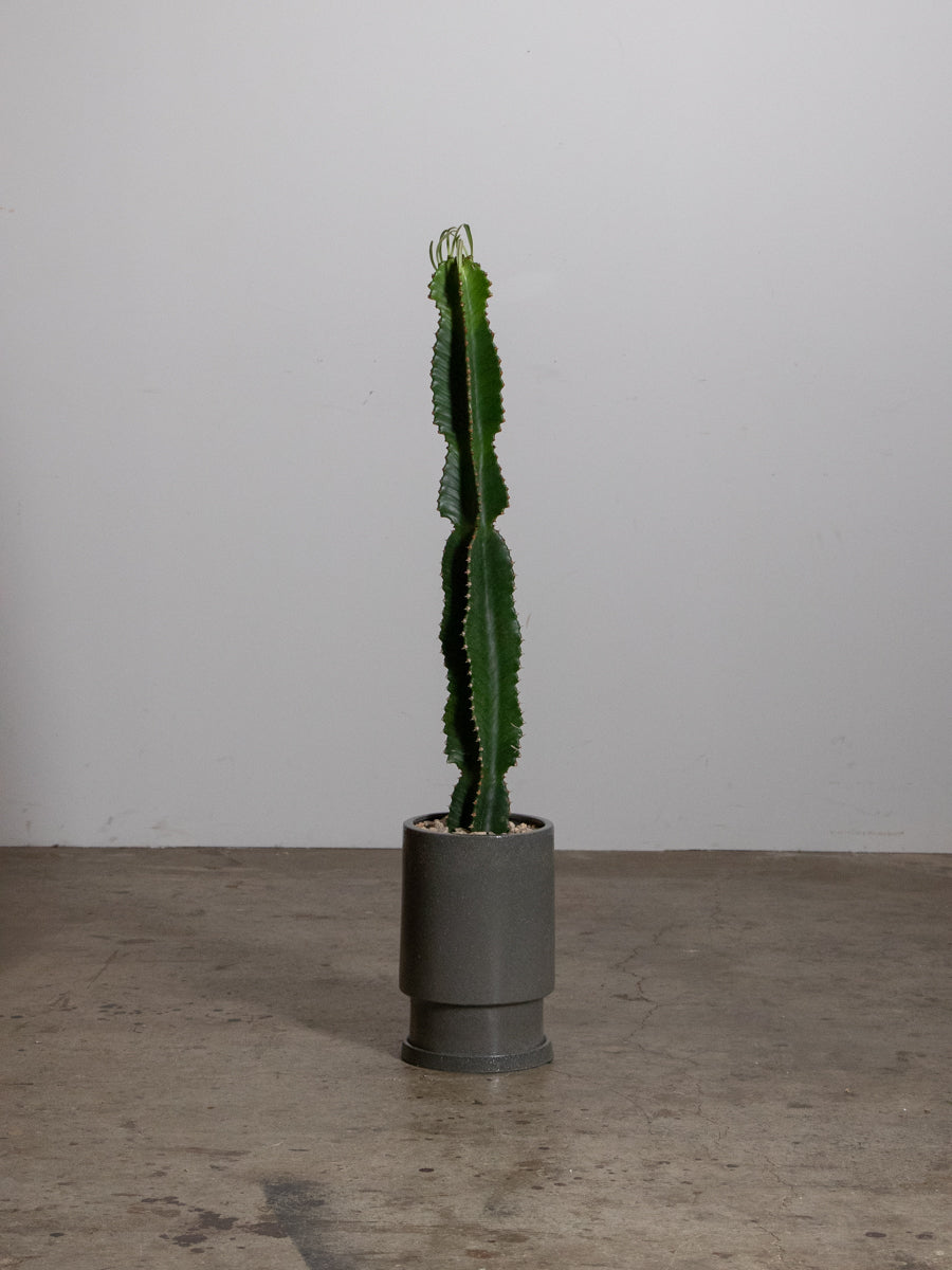 ユーフォルビア インゲンス