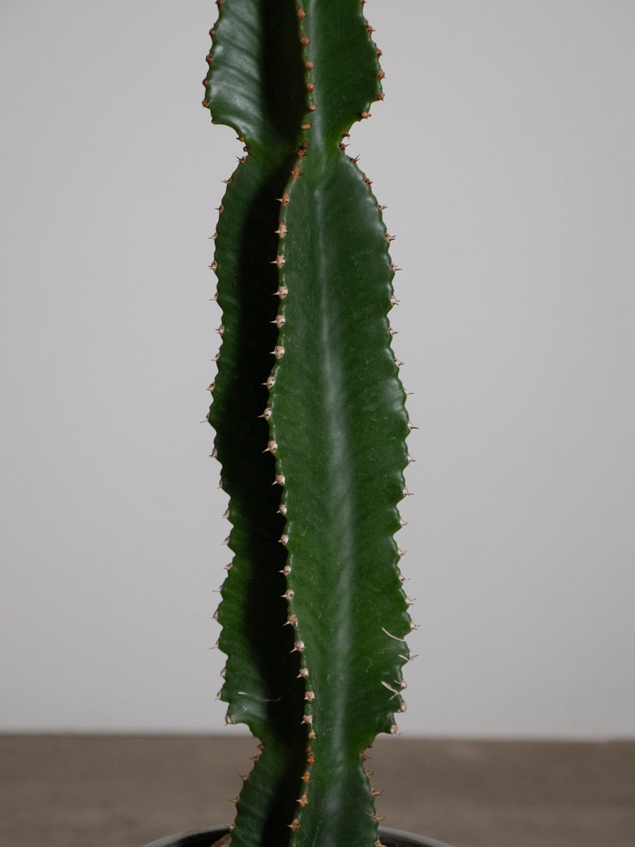 ユーフォルビア インゲンス