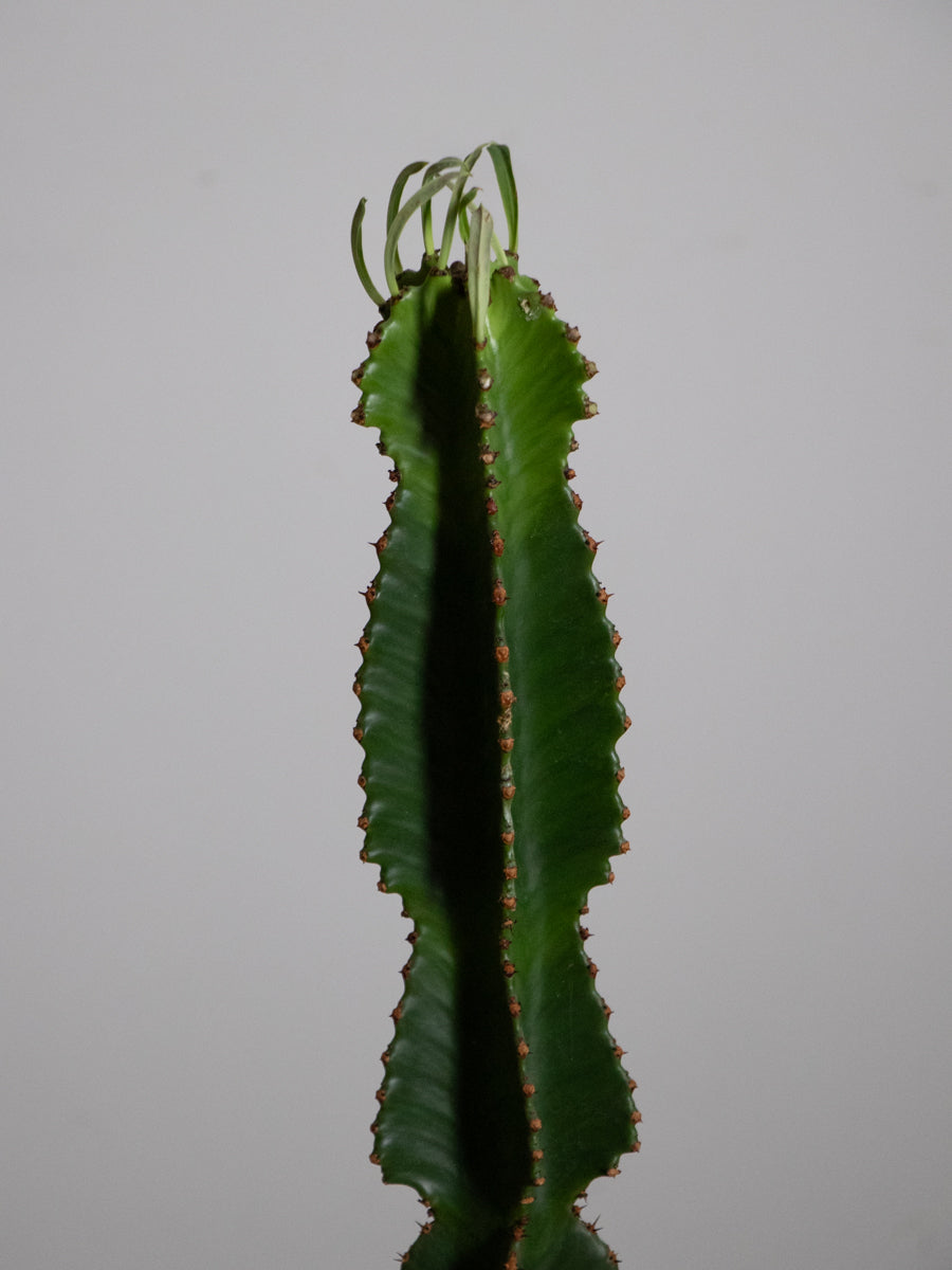 ユーフォルビア インゲンス