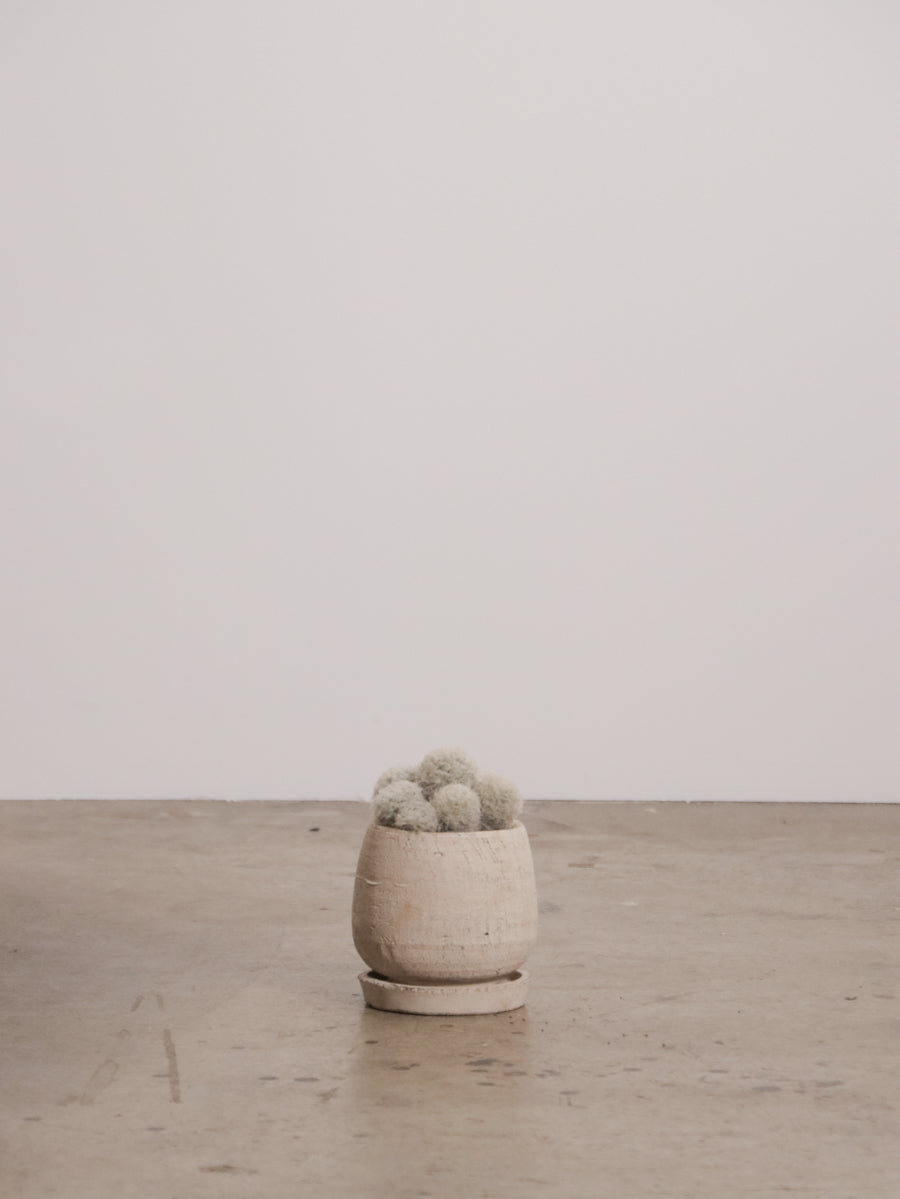 マミラリア白星