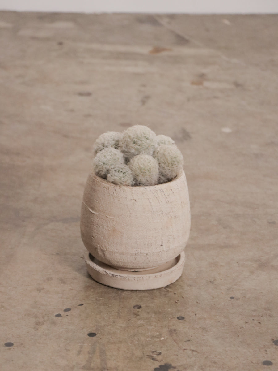 マミラリア白星