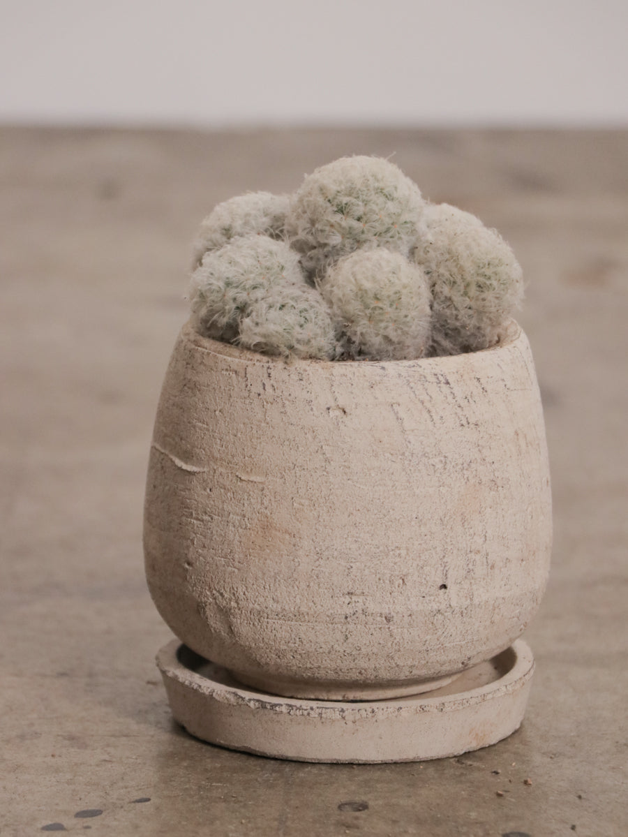 マミラリア白星