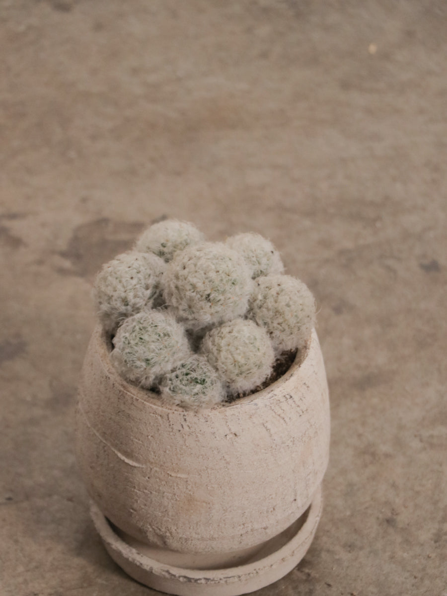 マミラリア白星