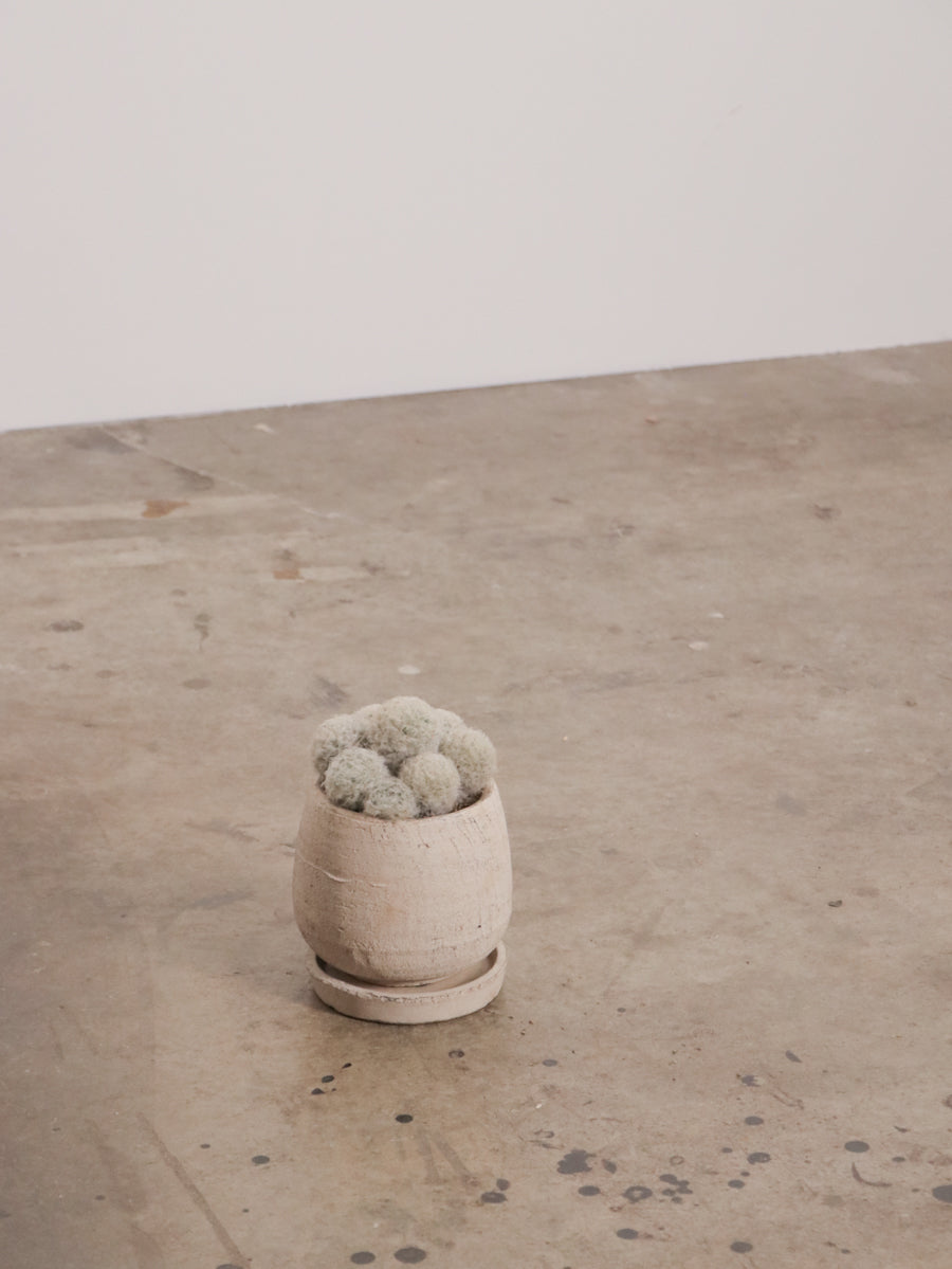 マミラリア白星