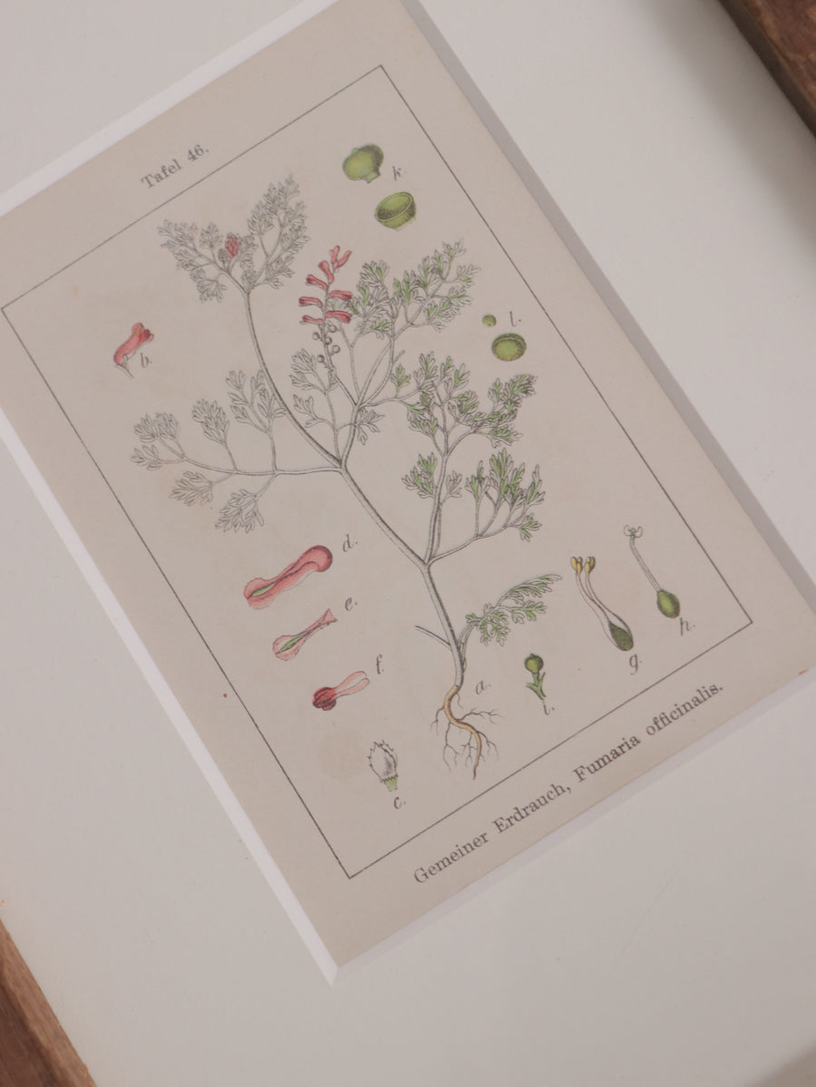 額装 植物図