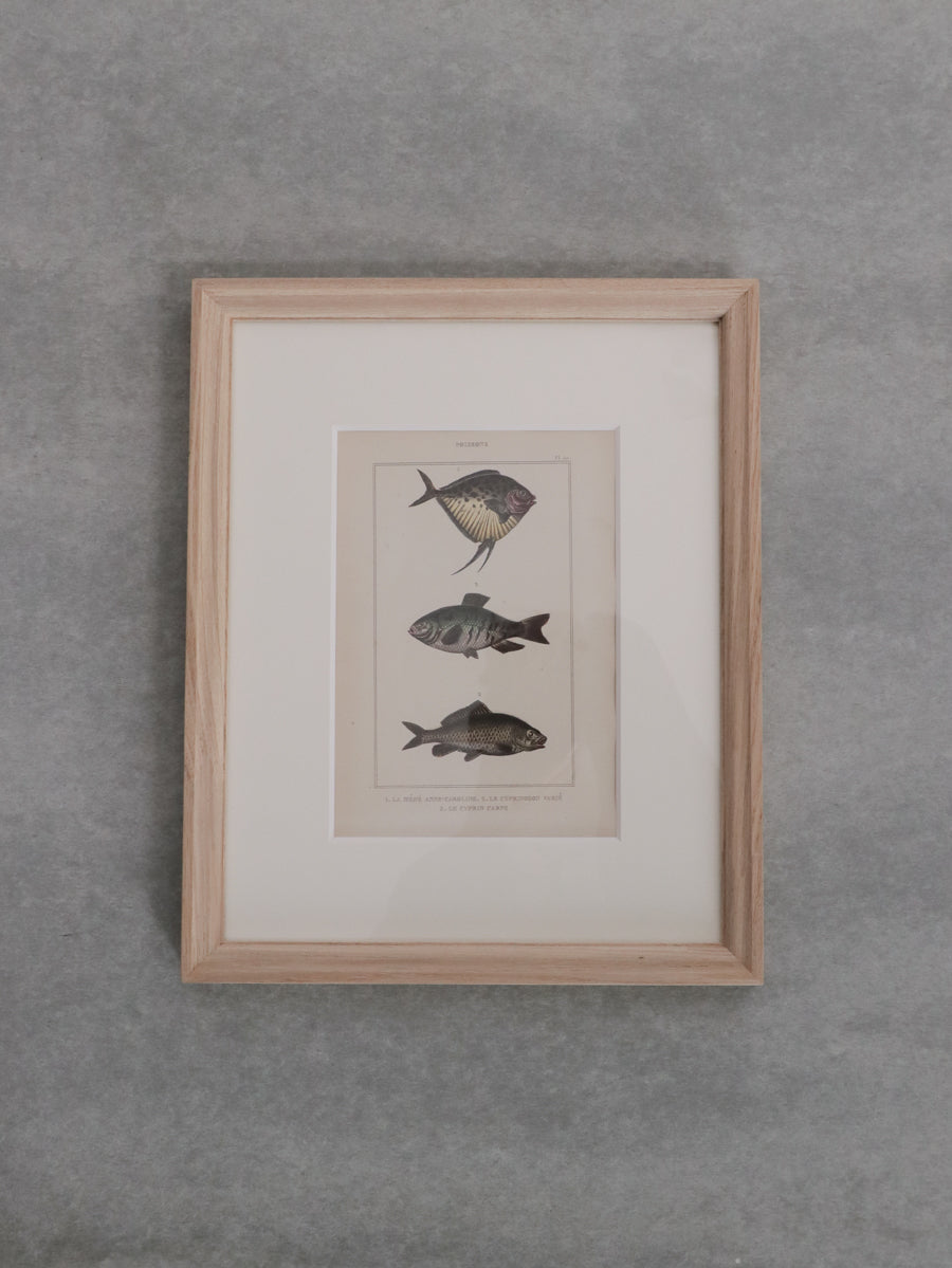 額装 魚類図
