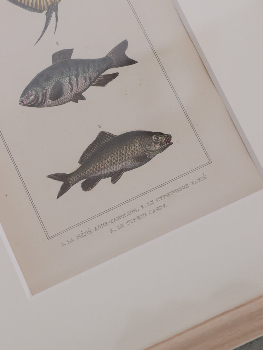 額装 魚類図
