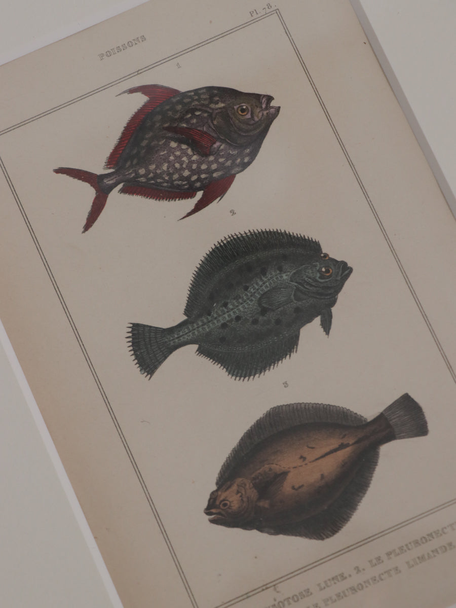 額装 魚類図