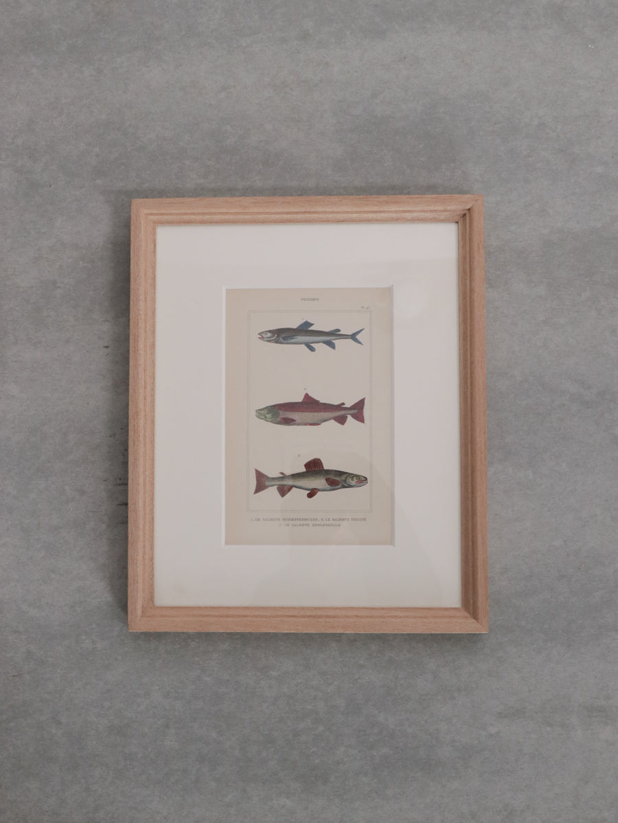 額装 魚類図