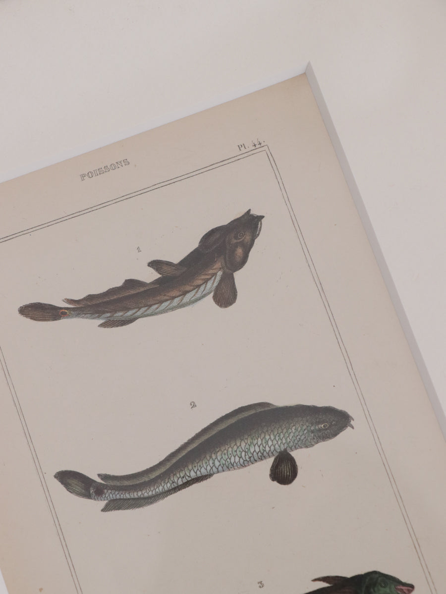 額装 魚類図