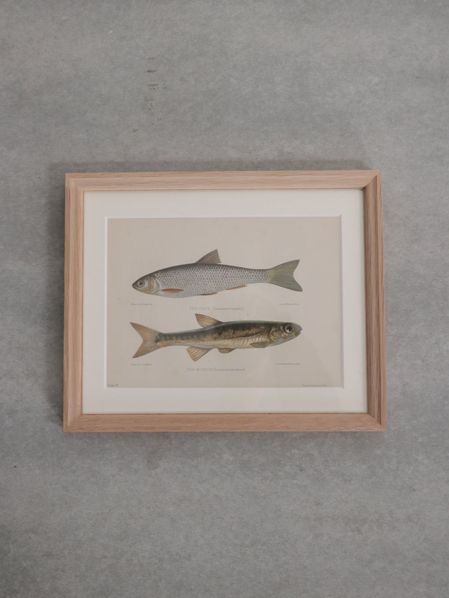 額装 魚類図