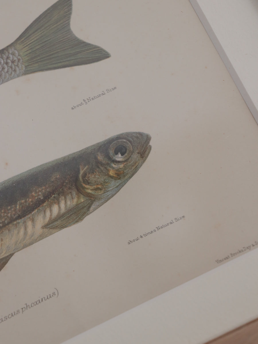 額装 魚類図