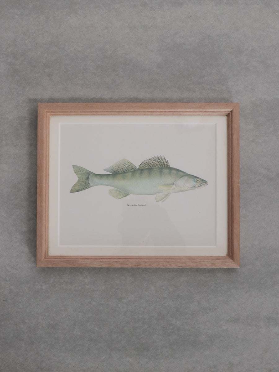 額装 魚類図