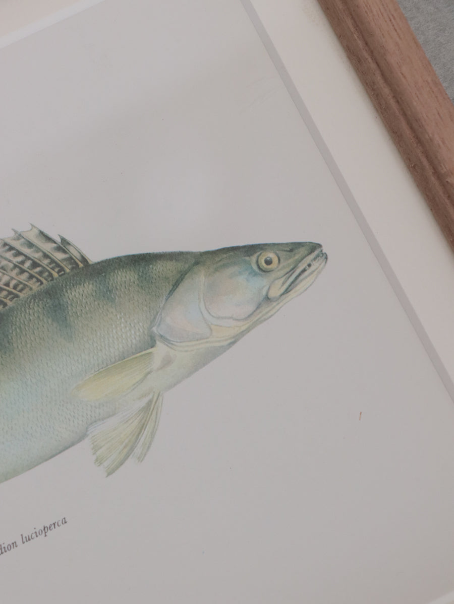 額装 魚類図