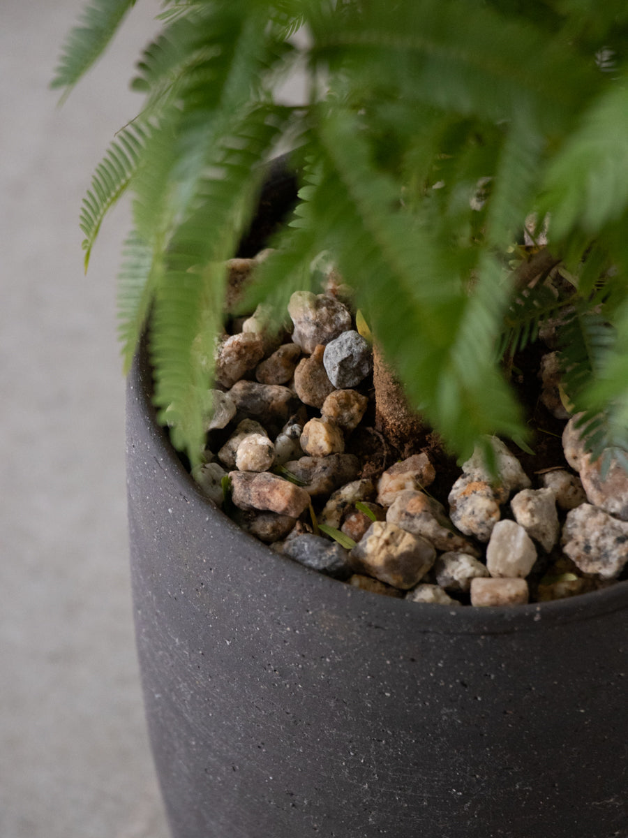 エバーフレッシュ