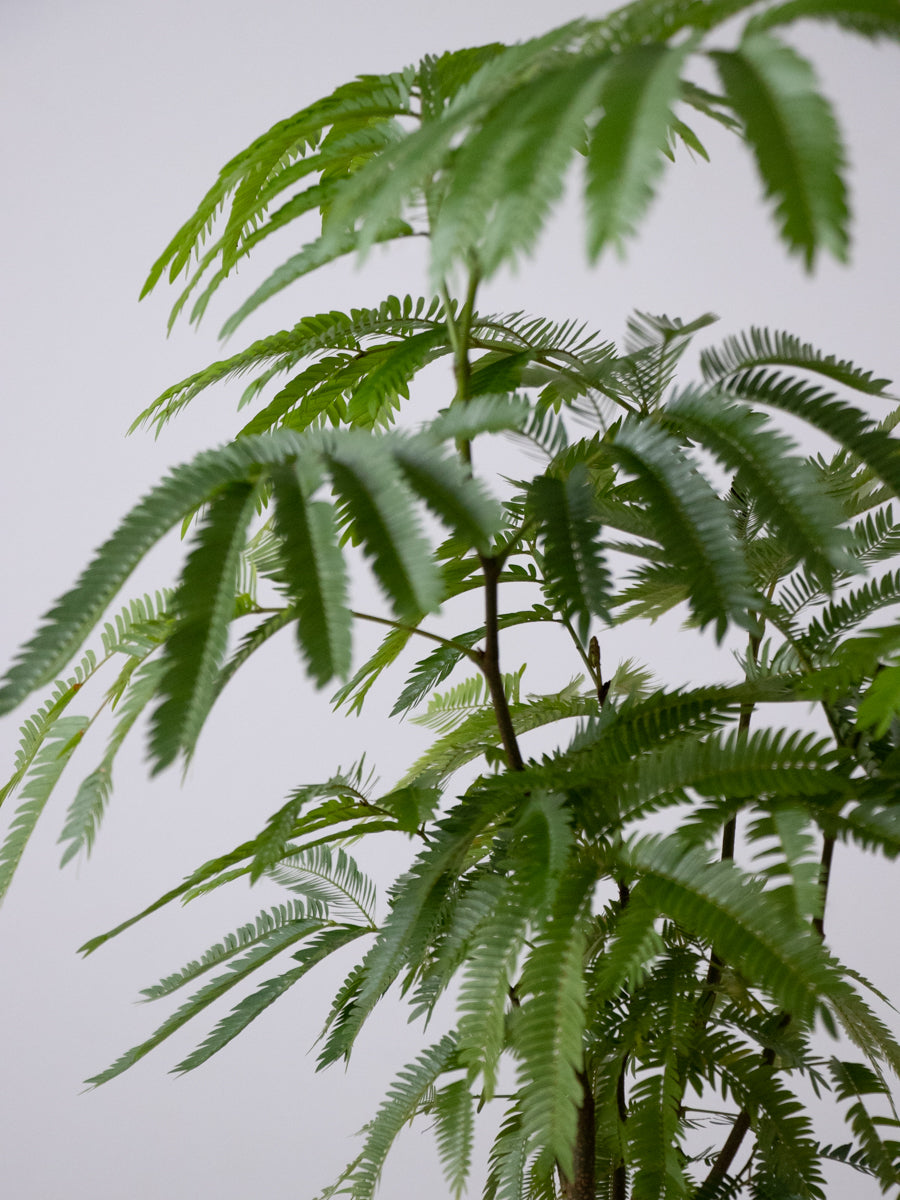 エバーフレッシュ