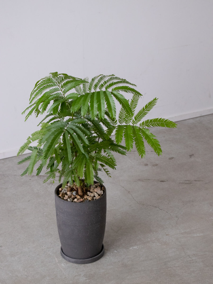 エバーフレッシュ