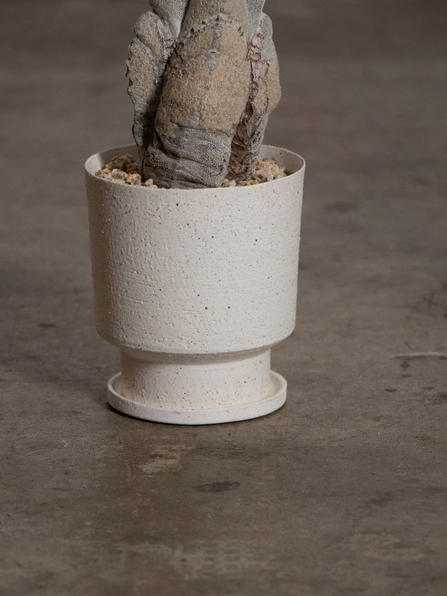 アストロフィツム・オンヅカランポー