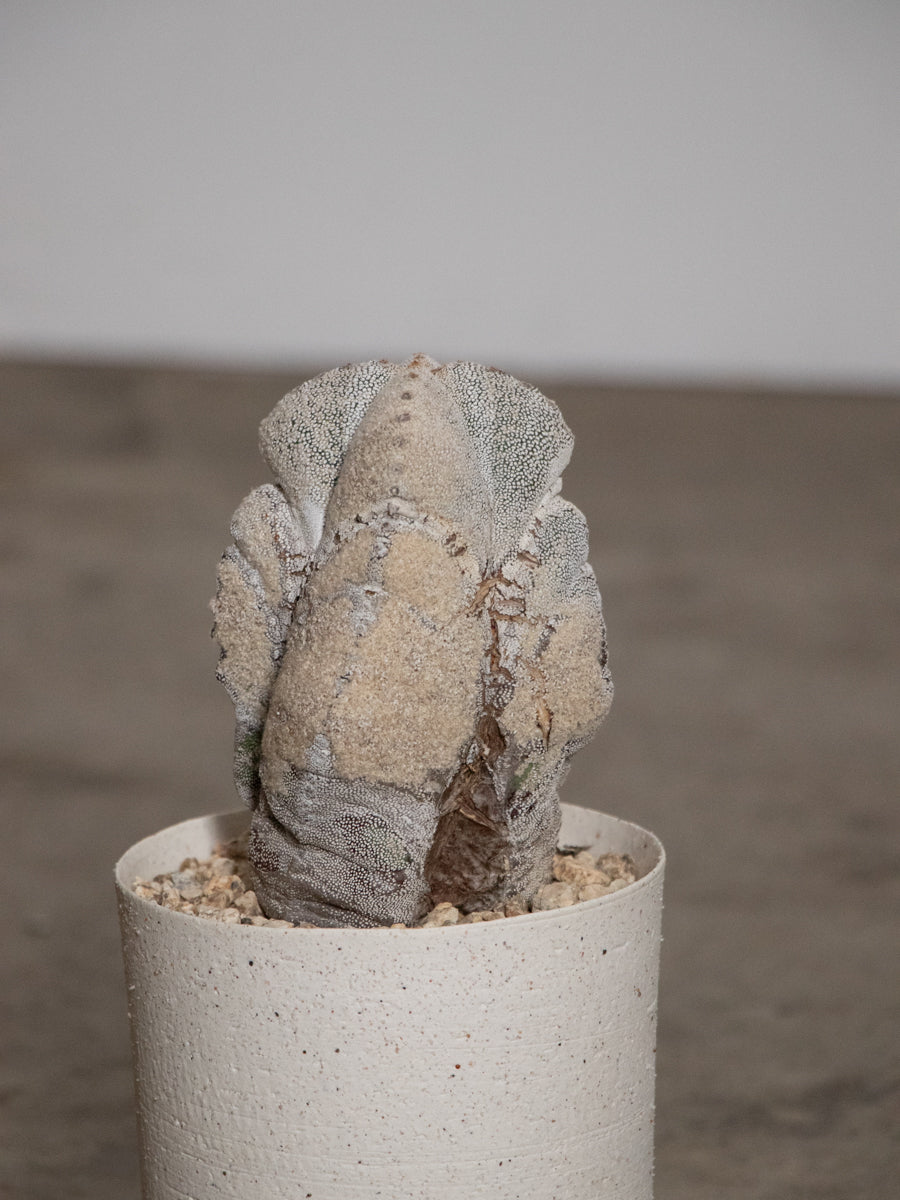 アストロフィツム・オンヅカランポー