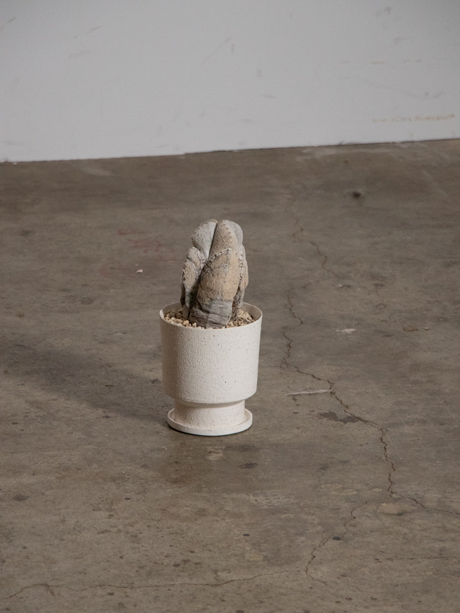 アストロフィツム・オンヅカランポー