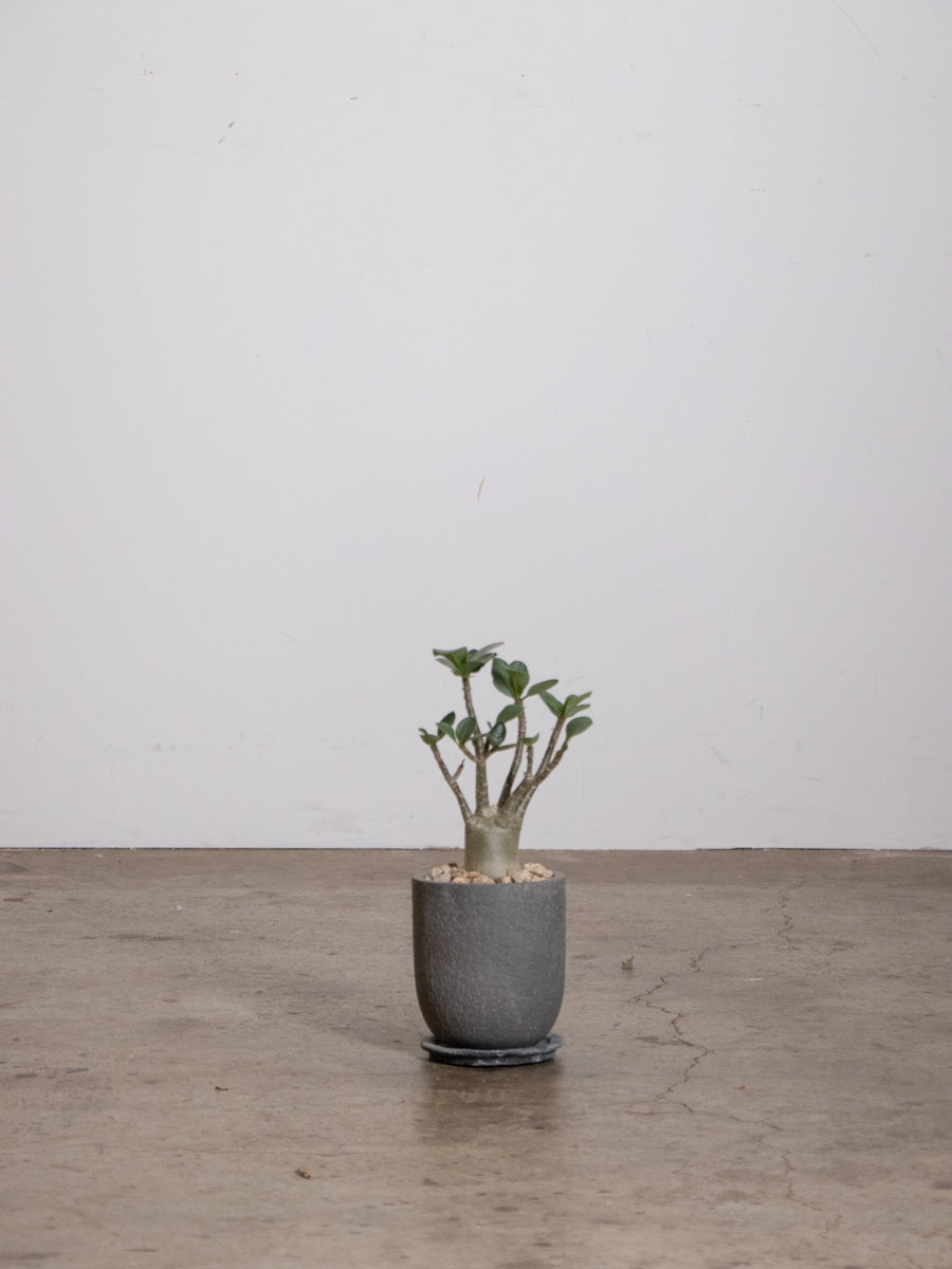 アデニウム 　アラビカム　