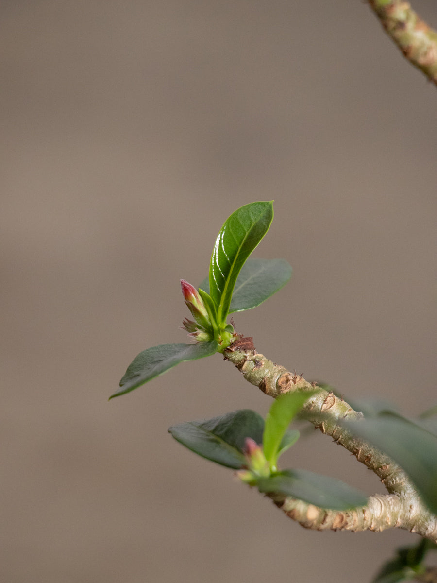 アデニウム 　アラビカム