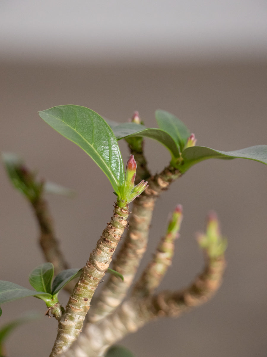 アデニウム 　アラビカム