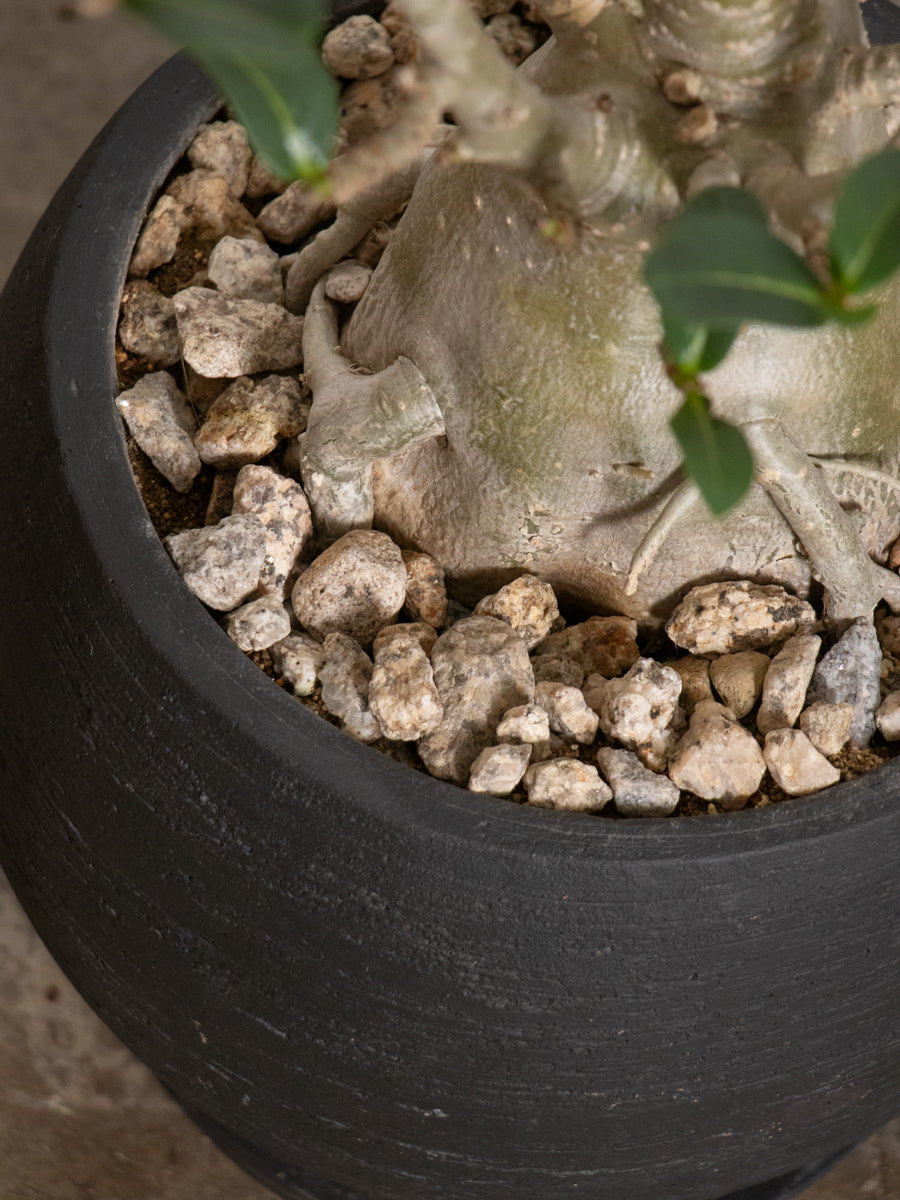 アデニウム 　アラビカム