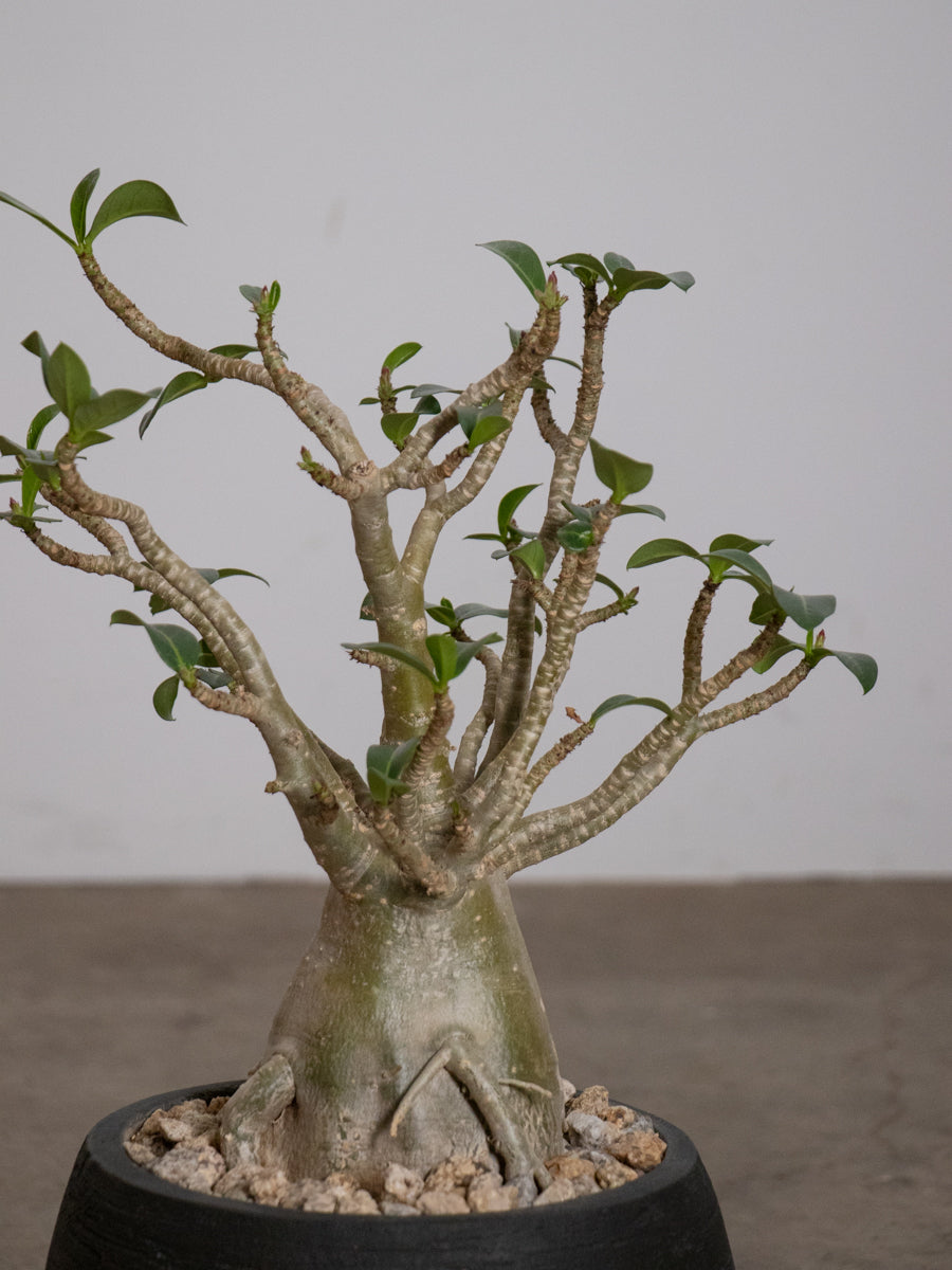 アデニウム 　アラビカム