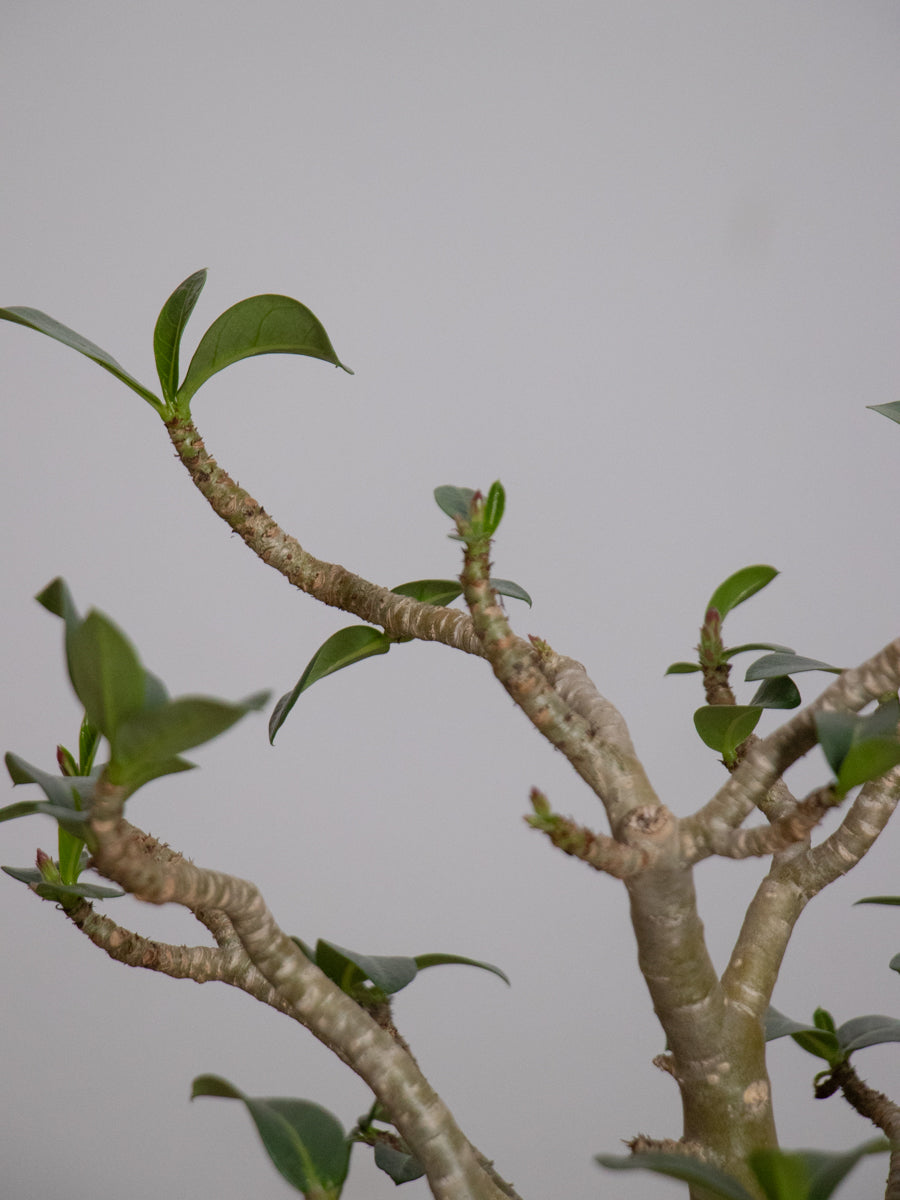 アデニウム 　アラビカム