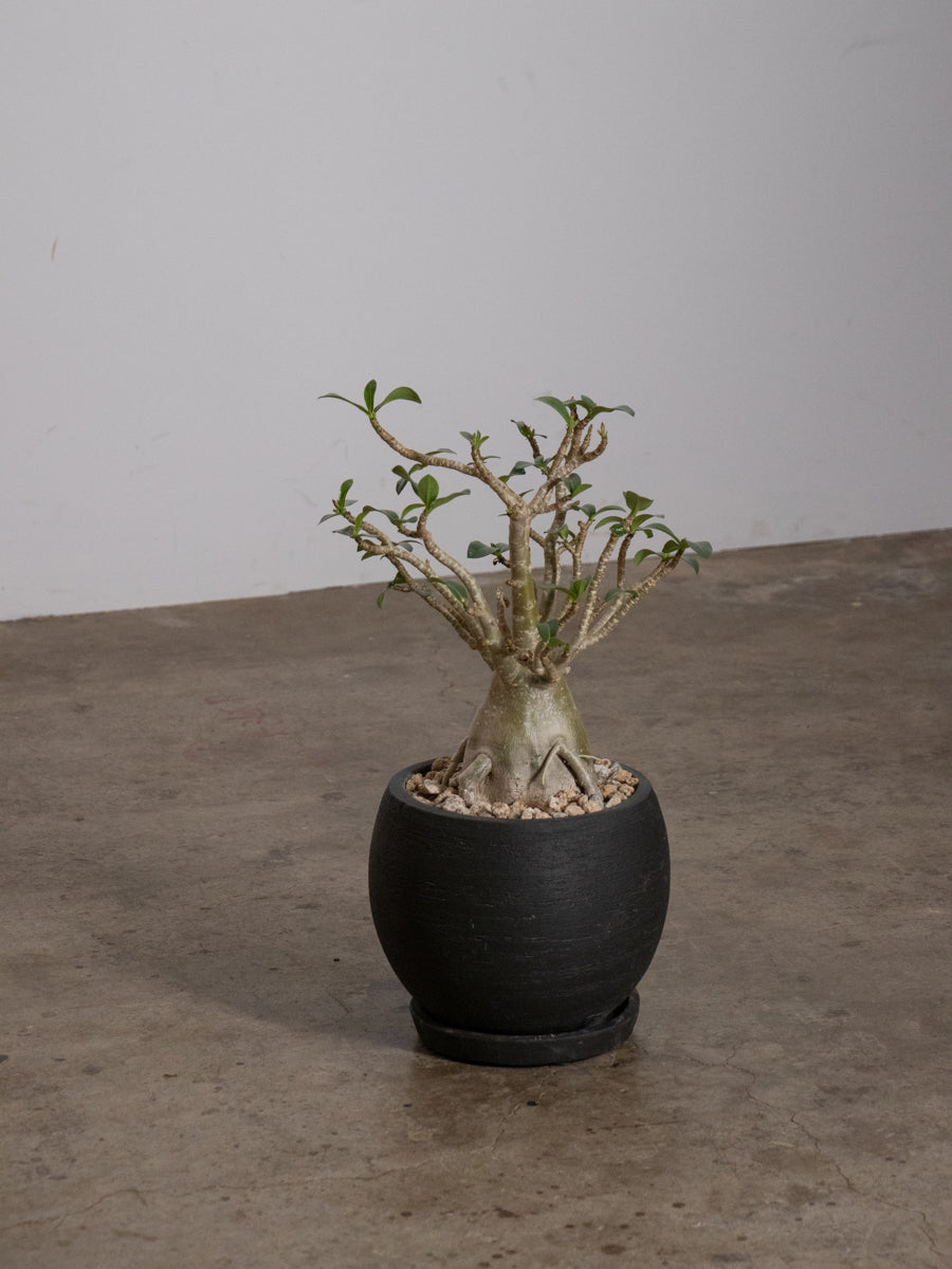 アデニウム 　アラビカム