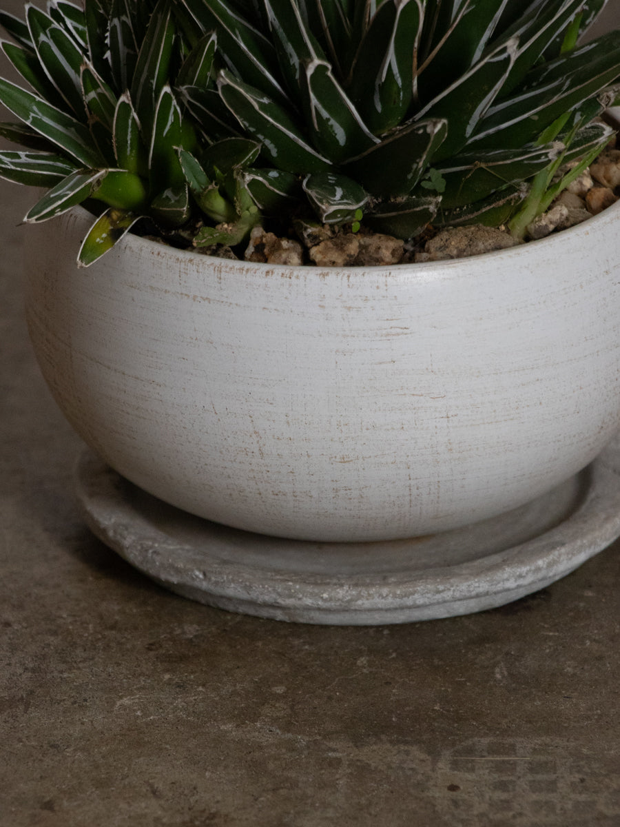 アガベ・笹の雪　