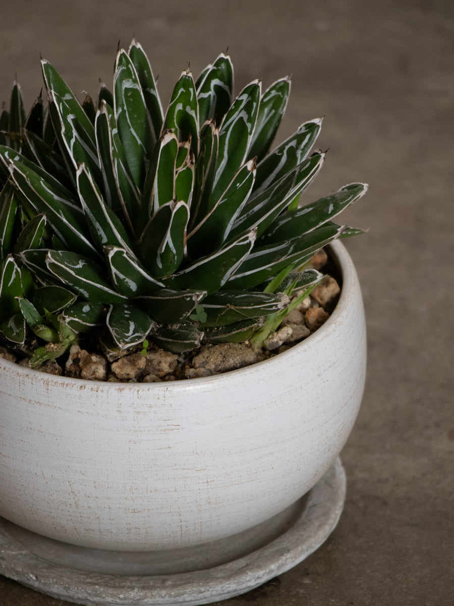 アガベ・笹の雪　