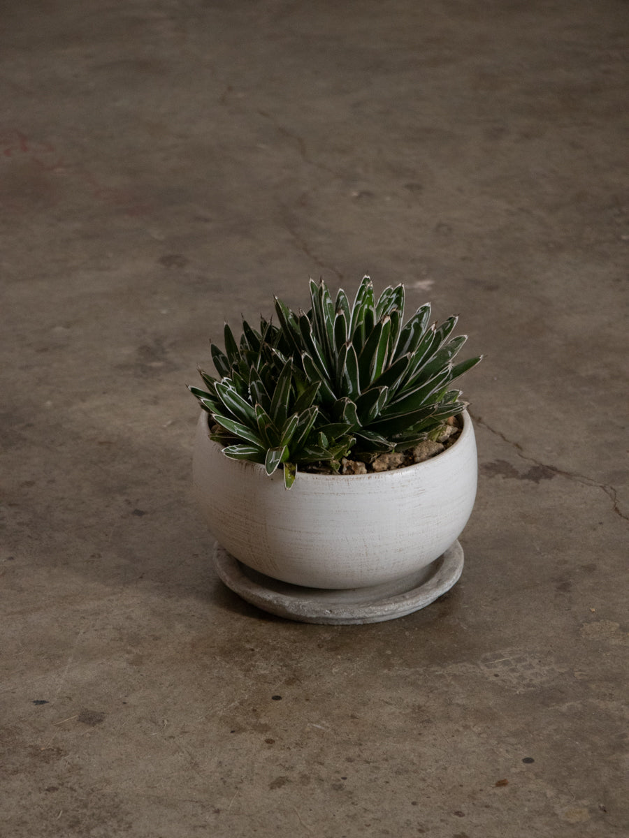 アガベ・笹の雪　