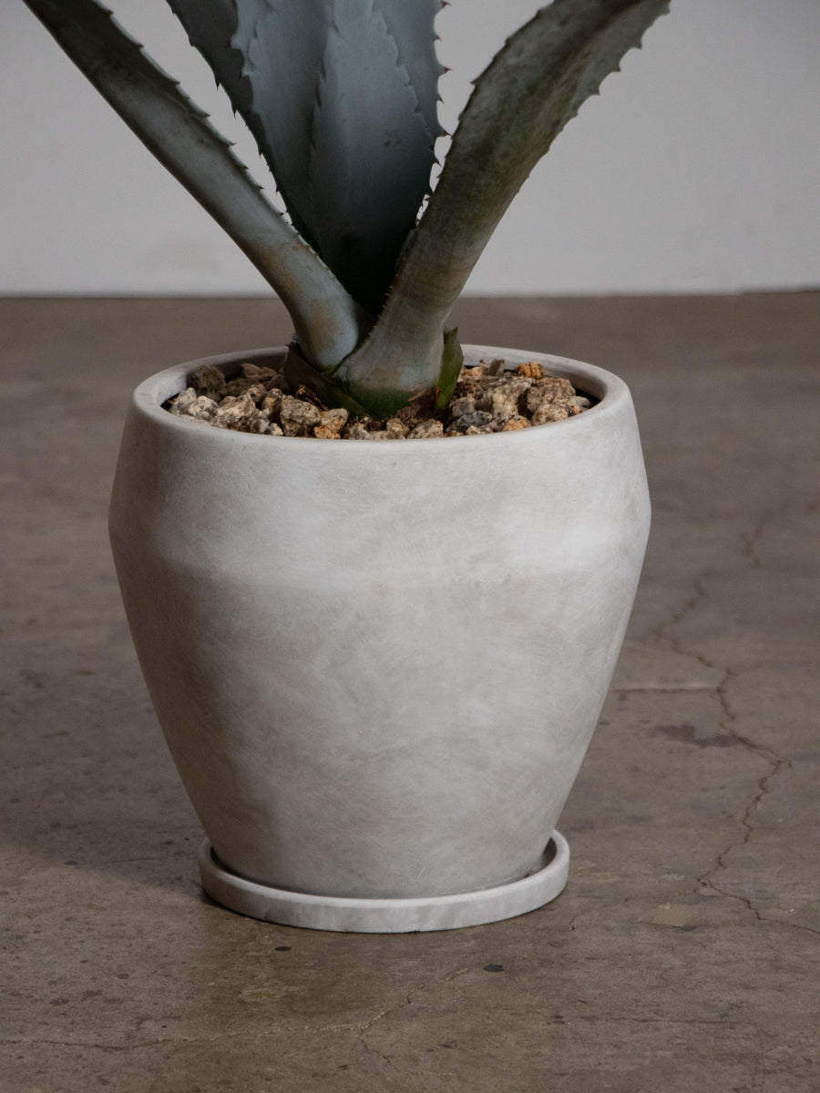 アガベ・エクスパンサ