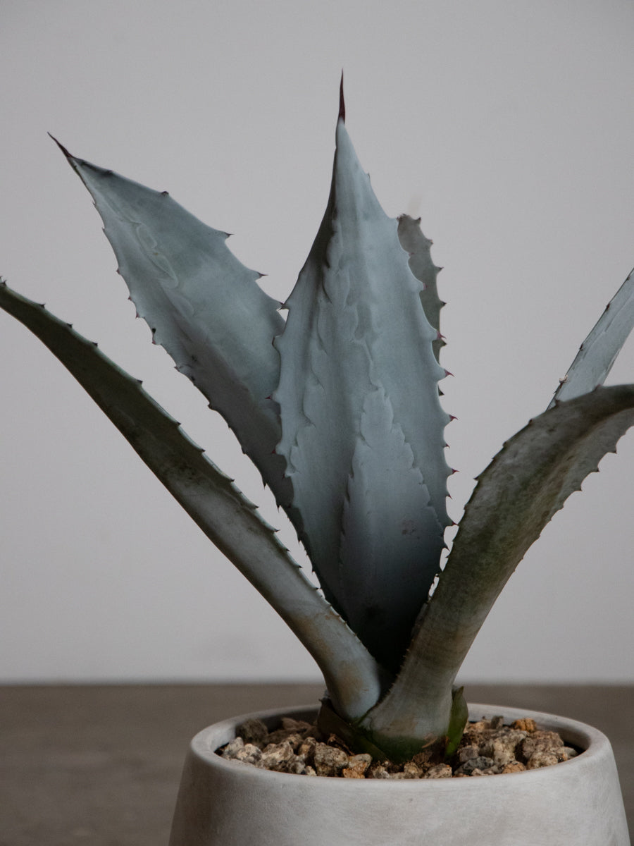 アガベ・エクスパンサ