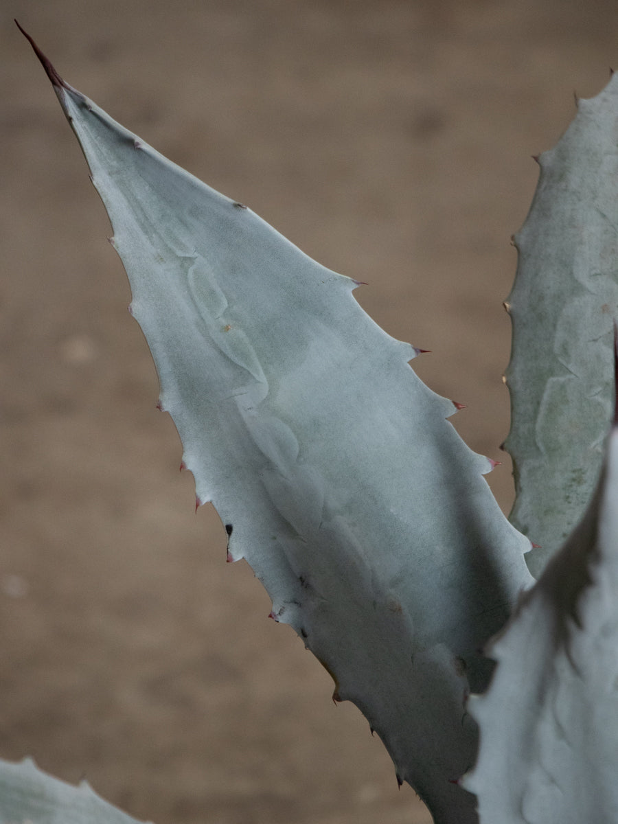 アガベ・エクスパンサ