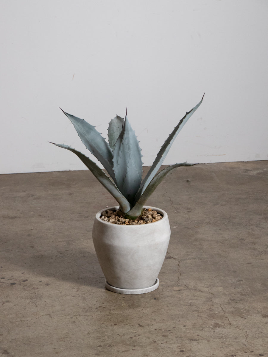 アガベ・エクスパンサ