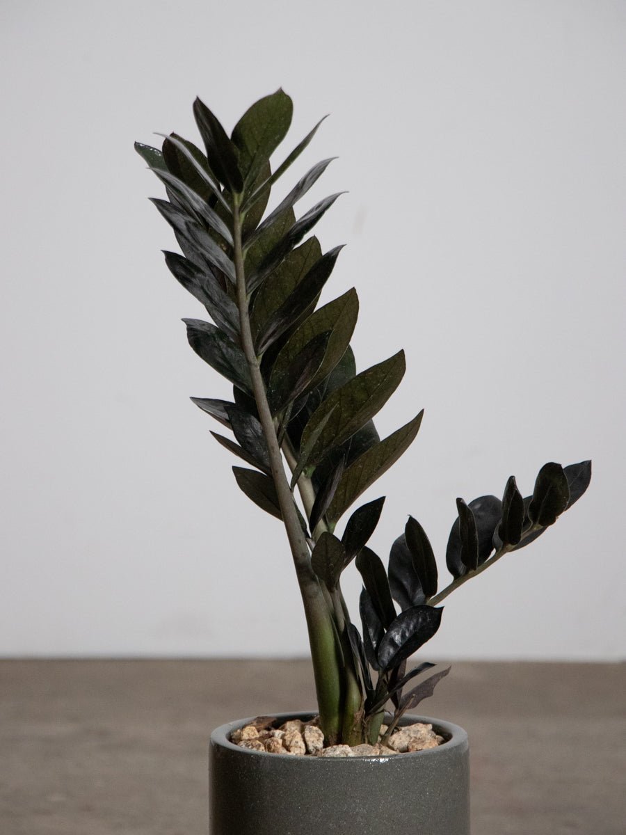 ザミオレイヴン