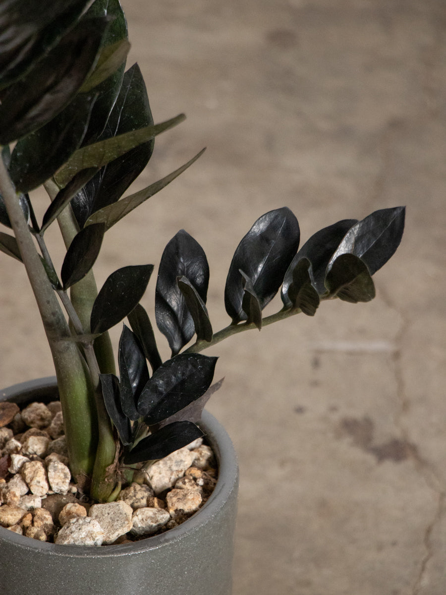 ザミオレイヴン